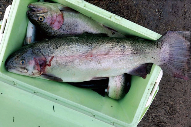 えさ釣り専用池