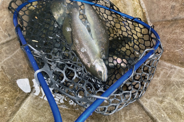 餌釣り専用池"